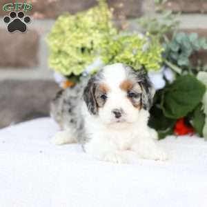 Brynn, Cavapoo Puppy
